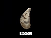 藏品(毛殼菜蛤(毛貽貝))的圖片